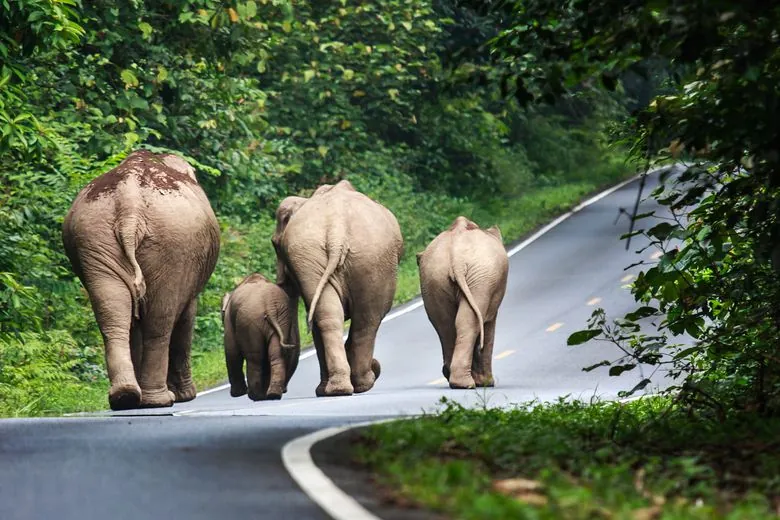 Khao Yai