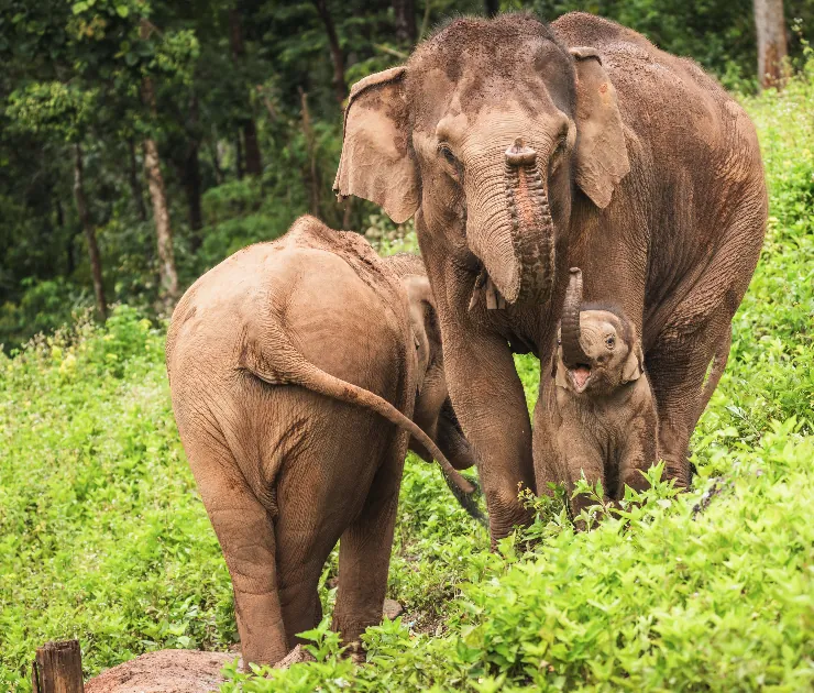 Three elephants, an adult, a juvenile, and a calf, in a forest clearing