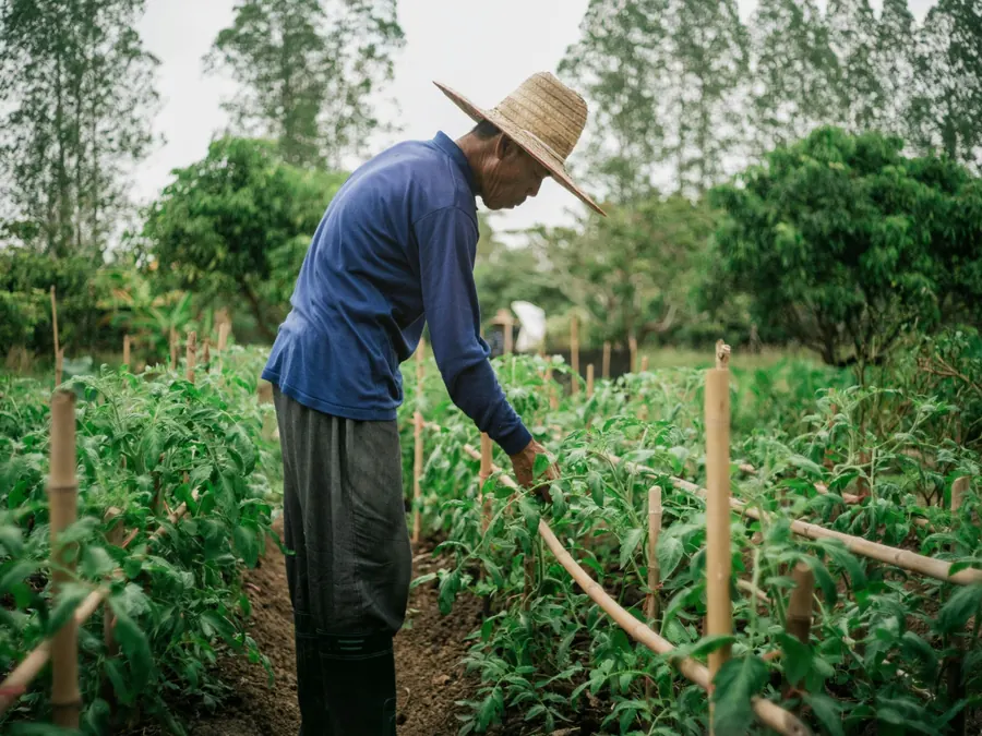 A farmer in a straw hat tends staked crop rows at the forest edge