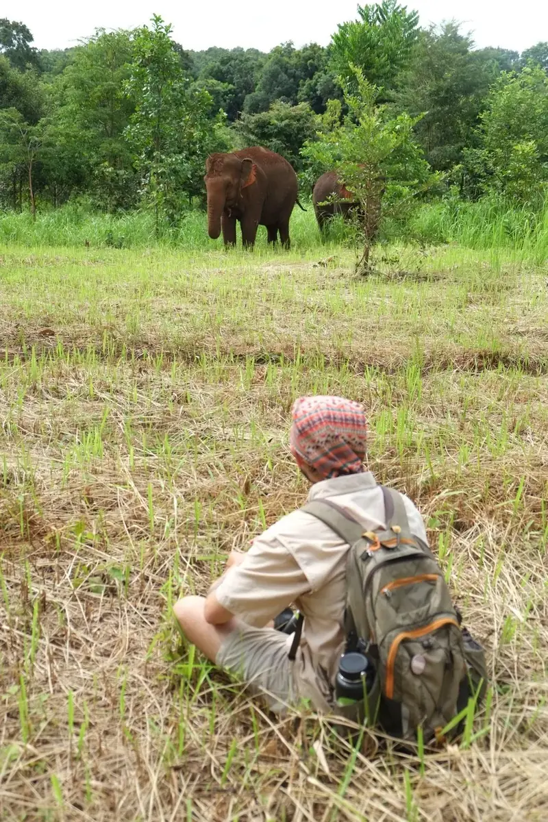 A field researcher sits in tall grass recording a wild elephant at the forest edge
